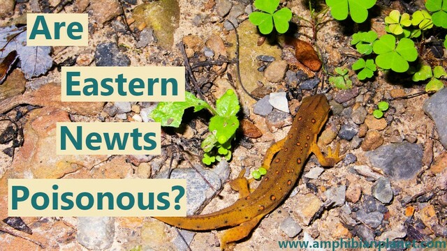 Are eastern newts poisonous?