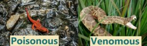 Eastern newts are poisonous but not venomous