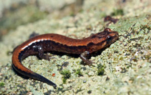 Allegheny Mountain Dusky Salamander