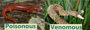 Mud salamanders are poisonous but not venomous