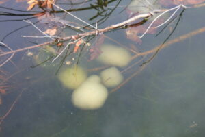 Opaque white spotted salamander eggs