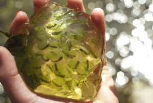 Spotted salamander eggs green with algae