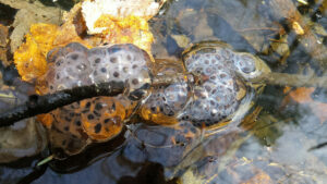 Spotted salamander eggs on a twig