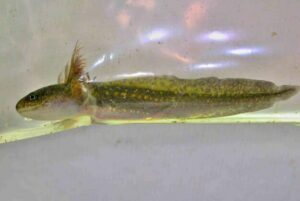Spotted salamander larvae