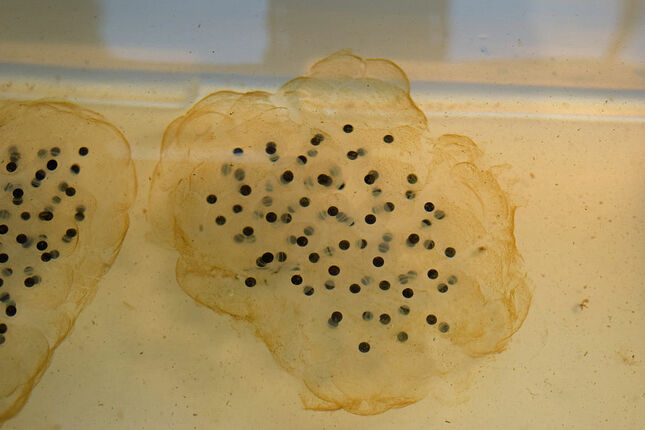What you need to know about spotted salamander eggs