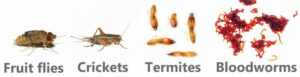 What adult red-backed salamanders eat in the wild
