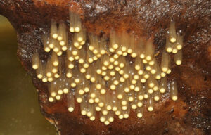 Mudpuppy eggs