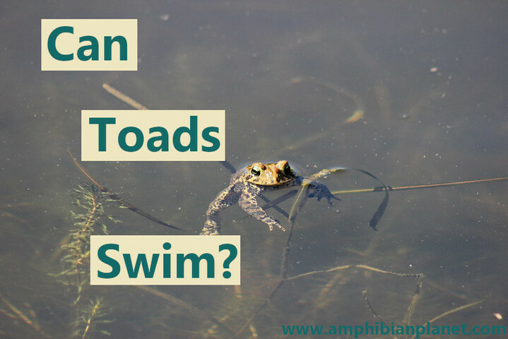 Can toads swim?