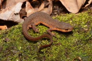 Notophthalmus viridescens louisianensis