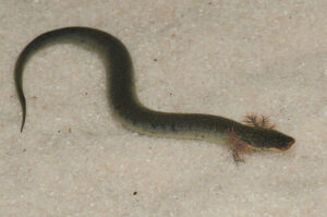 Siren intermedia intermedia