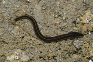 Everglades dwarf siren Pseudobranchus axanthus belli