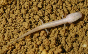 Georgia blind salamander Eurycea wallacei