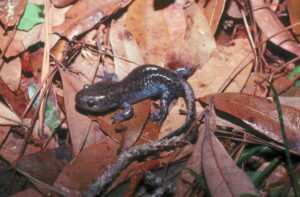 Mole salamander