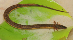Narrow striped dwarf siren Pseudobranchus axanthus