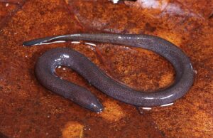 One toed Amphiuma Amphiuma pholeter
