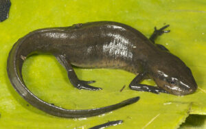 Peninsula Newt Notophthalmus viridescens piaropicola