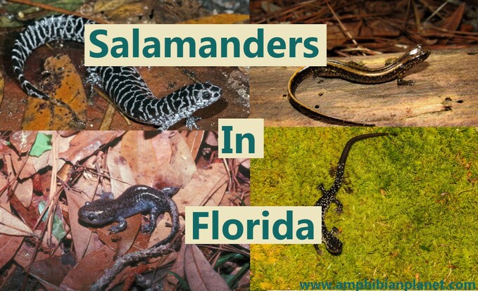 Salamanders in Florida