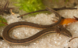Slender dwarf siren Pseudobranchus striatus spheniscus