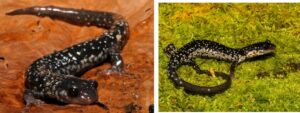 Two southeastern slimy salamanders