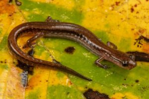 Eurycea quadridigitata