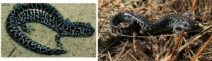 Two frosted flatwoods salamanders Ambystoma cingulatum