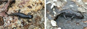 Two mole salamanders Ambystoma talpoideum