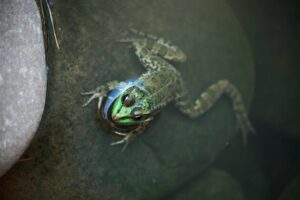 Adult frog in water