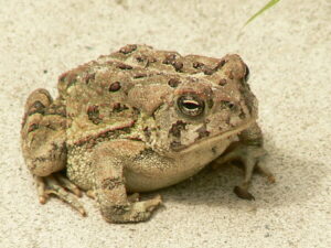 Adult toads breathe air using their lungs