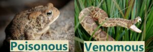 American toads are not venomous
