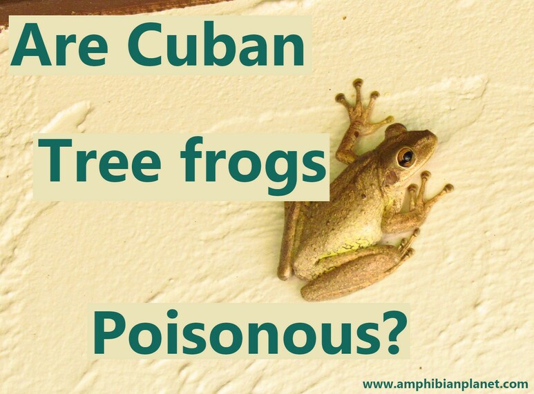 Are cuban tree frogs poisonous to humans, dogs or cats