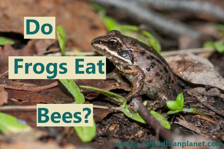 Do frogs eat bees?