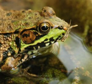 Frogs can eat most grasshoppers