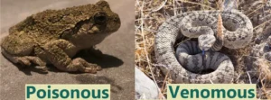 Gray tree frogs are poisonous but not venomous