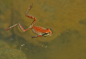 Pacific tree frog swimming in a pond