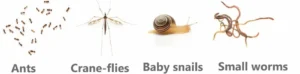 What Juvenile leopard frogs eat in the wild