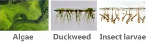 What leopard frog tadpoles eat in the wild