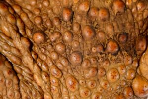 toads can also breathe through their skin