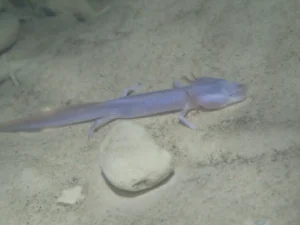 Austin Blind Salamander (Eurycea Waterlooensis)