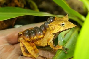 Banded horned tree frog carrying eggs in a pouch on its back