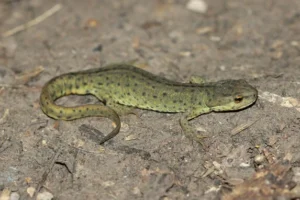 Black-spotted newt on ground