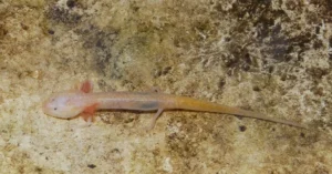Cascade Caverns Salamander (Eurycea Latitans)