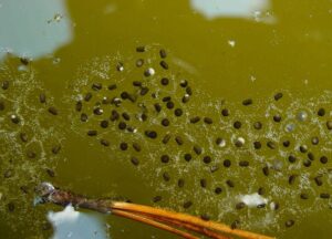 Cuban tree frog egg mass