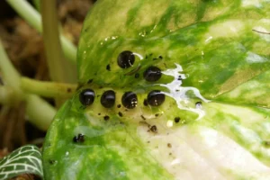 Dendrobates Oyapock Poison dart frog egg clutch on leaf.