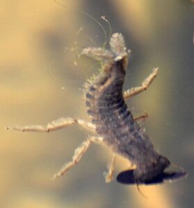 Diving beetle larva eating tadpole