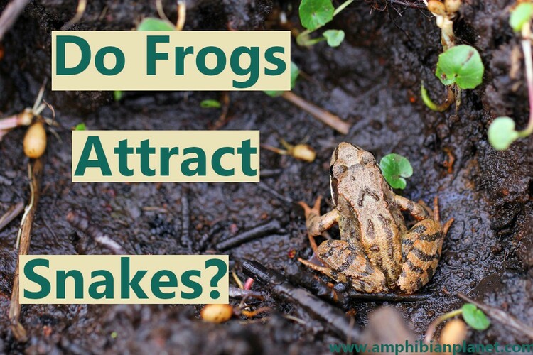 Do frogs attract snakes?