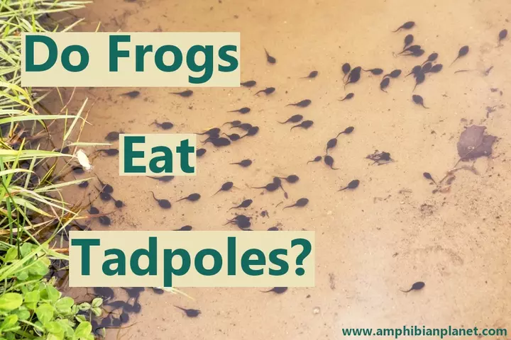 Do frogs eat tadpoles?