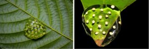 Eggs of arboreal frogs laid on leaves