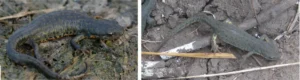 Two-black spotted newts