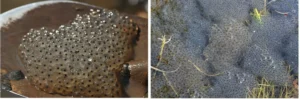 Two frog egg masses submerged in a pond