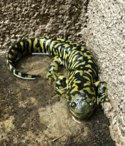 Western barred salamander in puddle by a wall